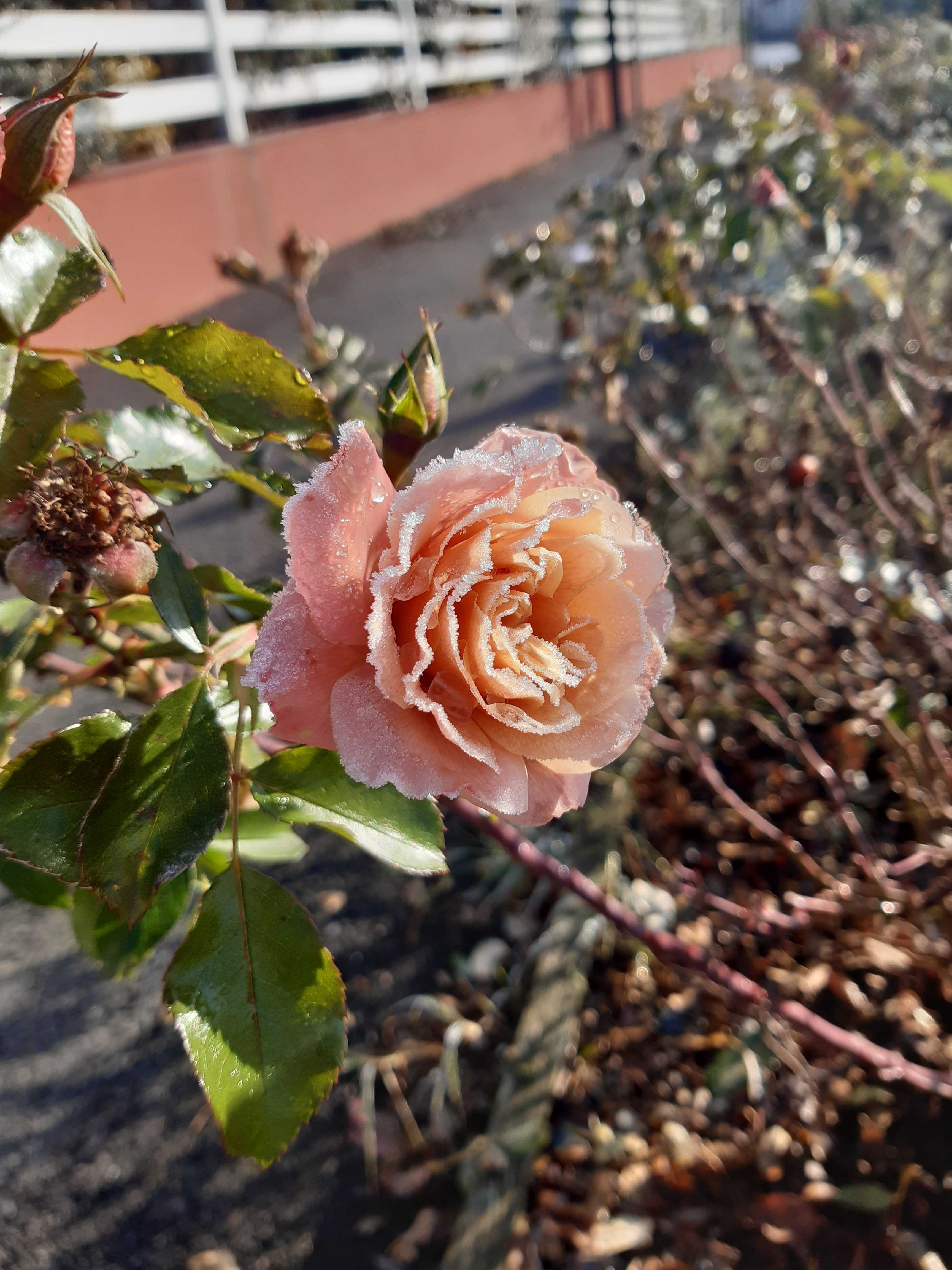 Photo de Lauriane Ferrier - Rose (Chamboeuf) 