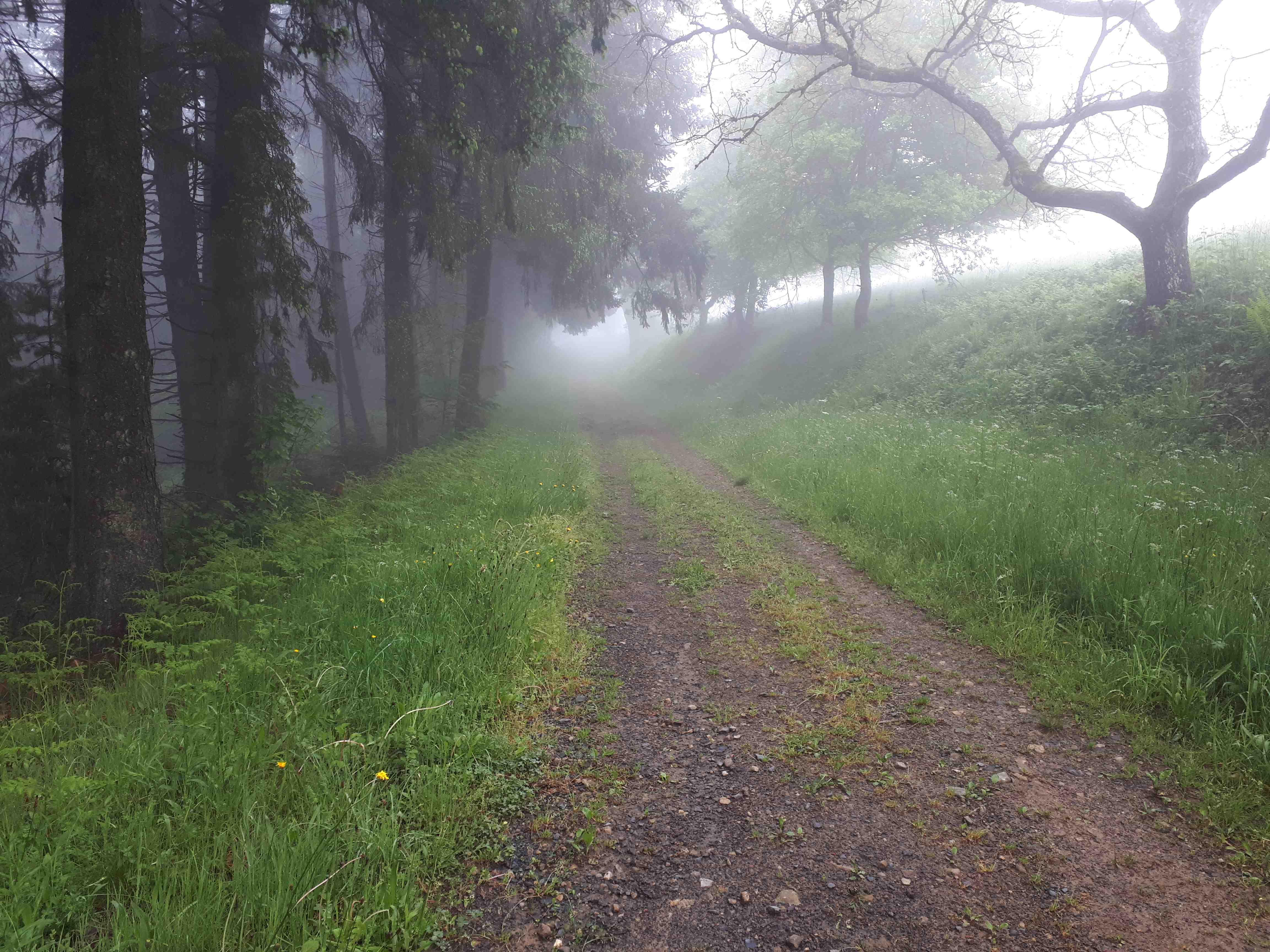 Chemin dans le brouillard