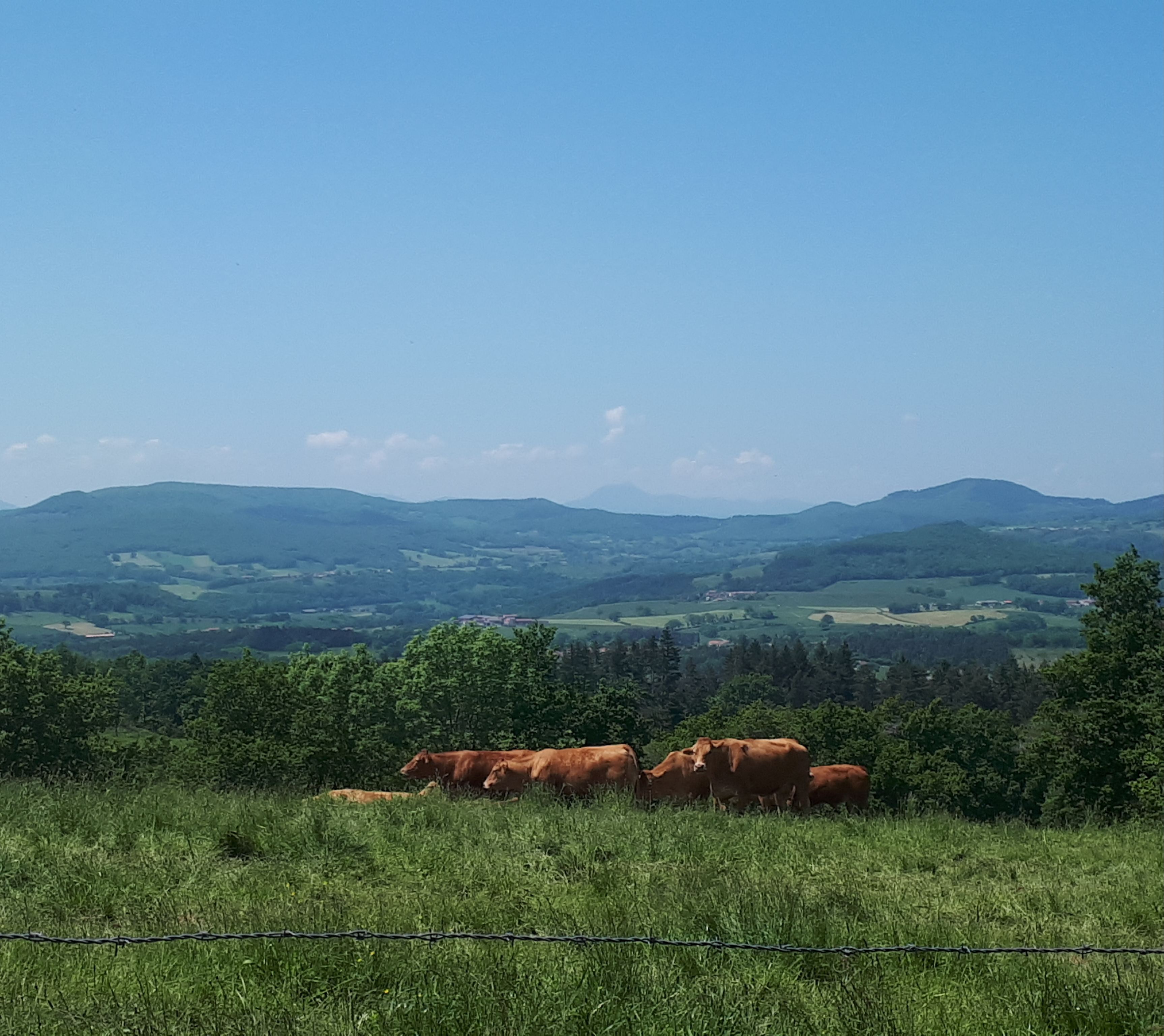 Vue sur Puy-de-Dôme et vaches