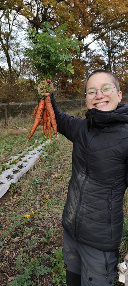 La récolte de carottes!