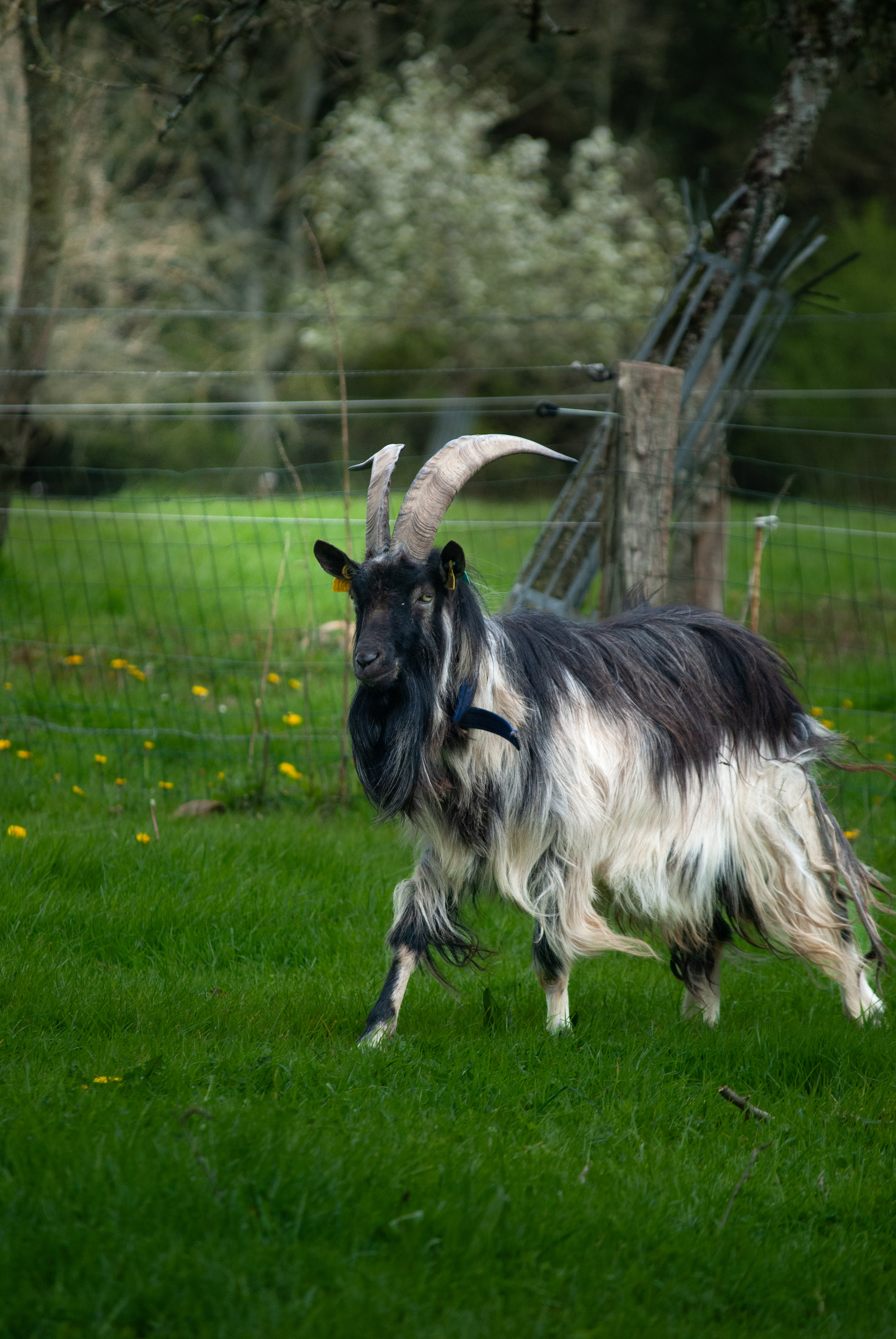 Le bouc du camping