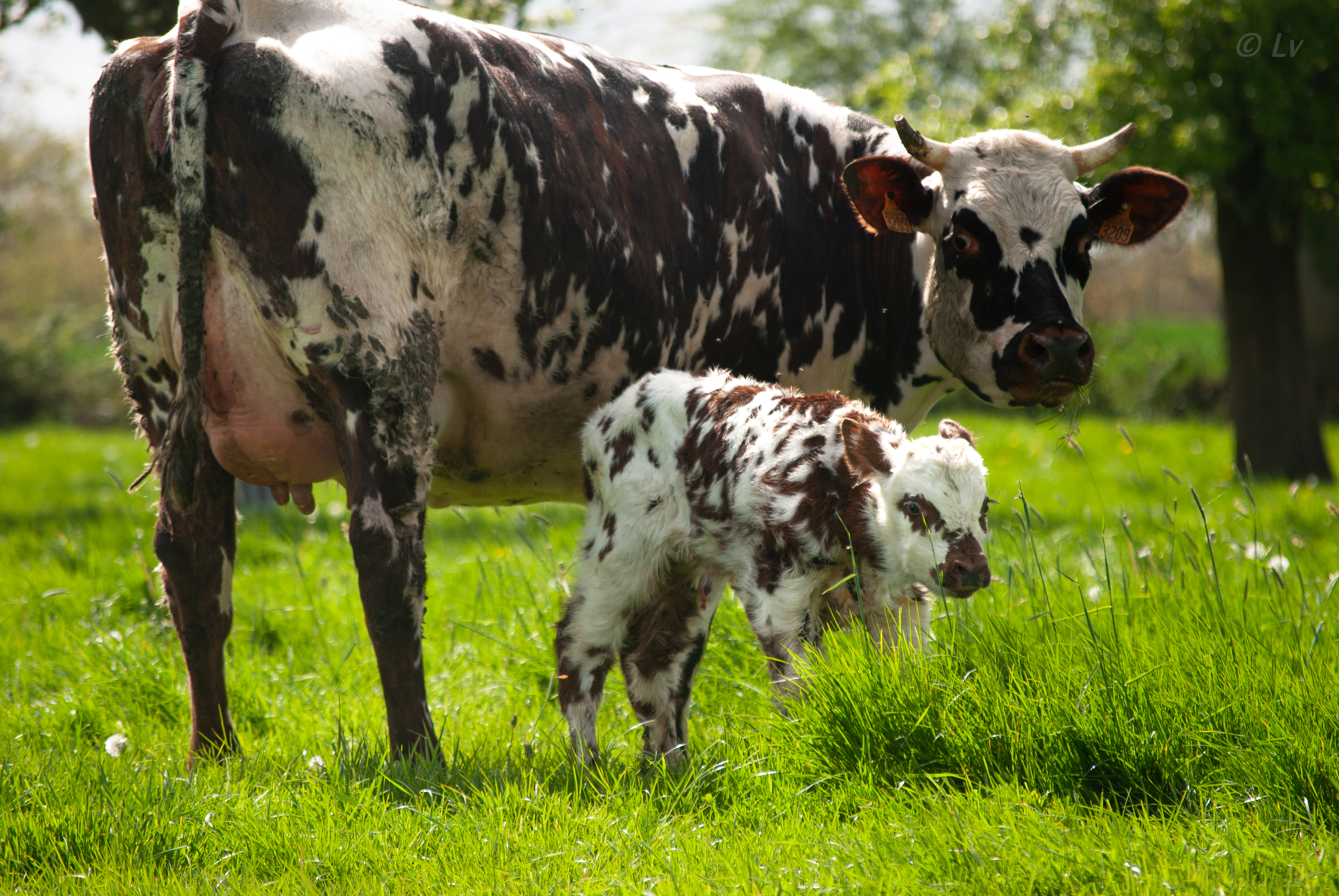 Une vache et son petit de quelques heures