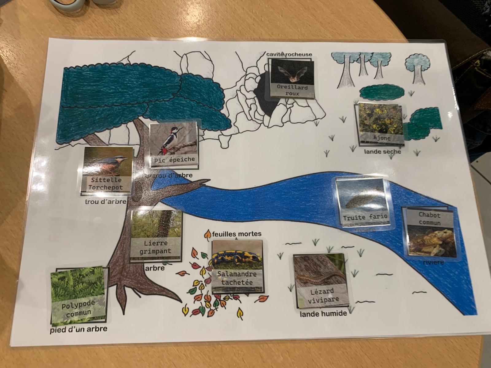 Support d'activité sur la faune et la flore de la Fosse Arthour