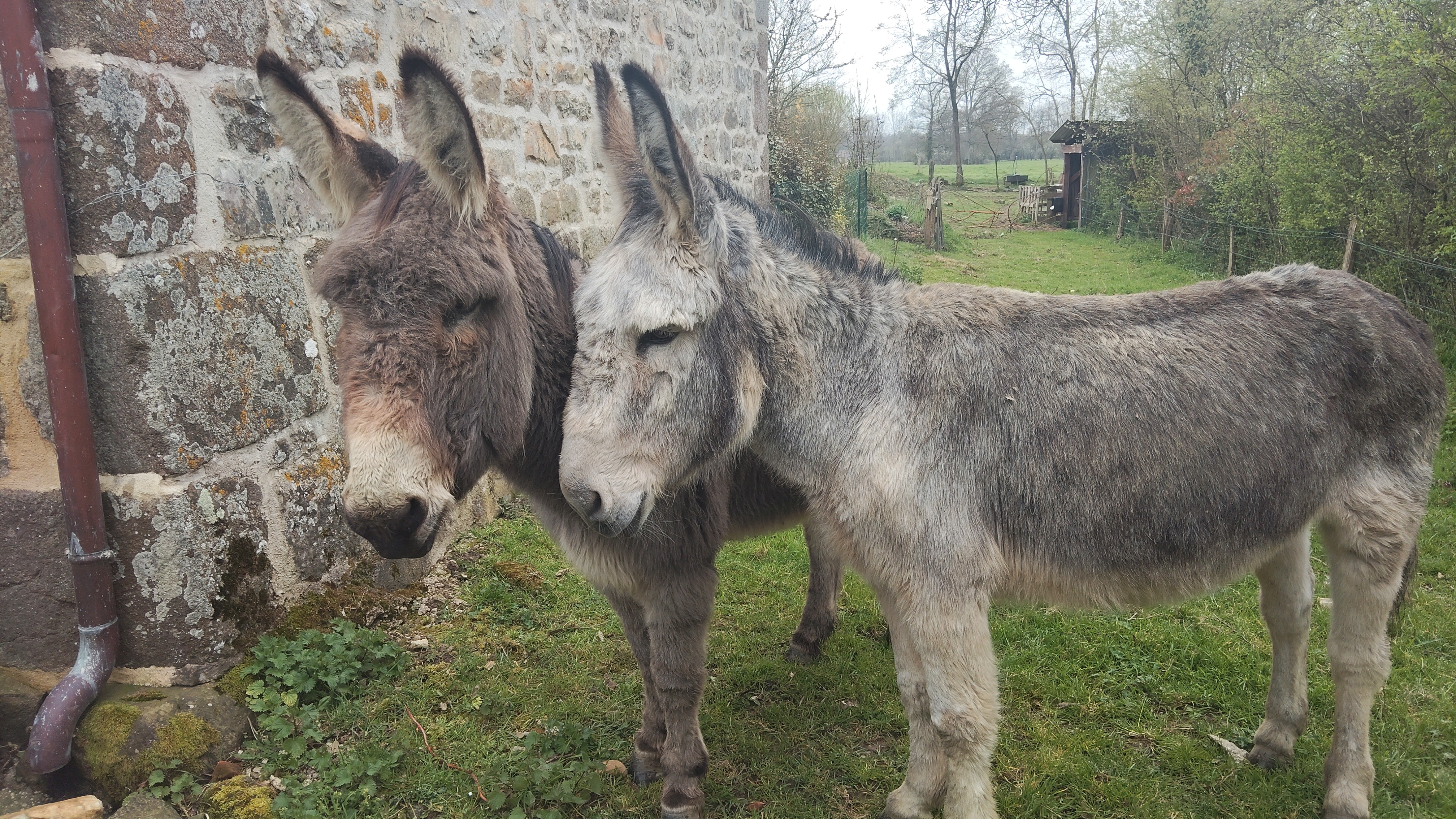 Francis et Lala les ânes