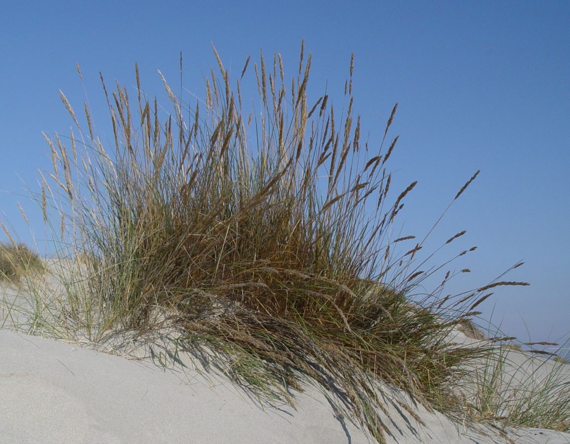 L'Oyat des dunes