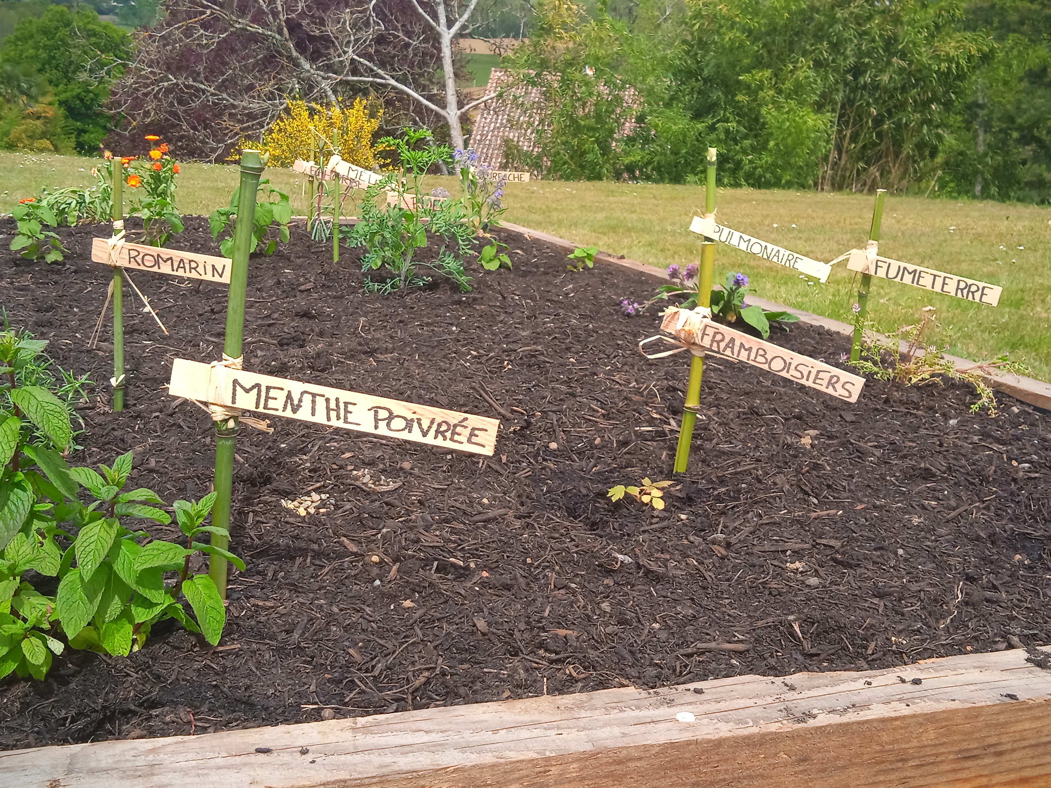 Jardin Médiéval en création