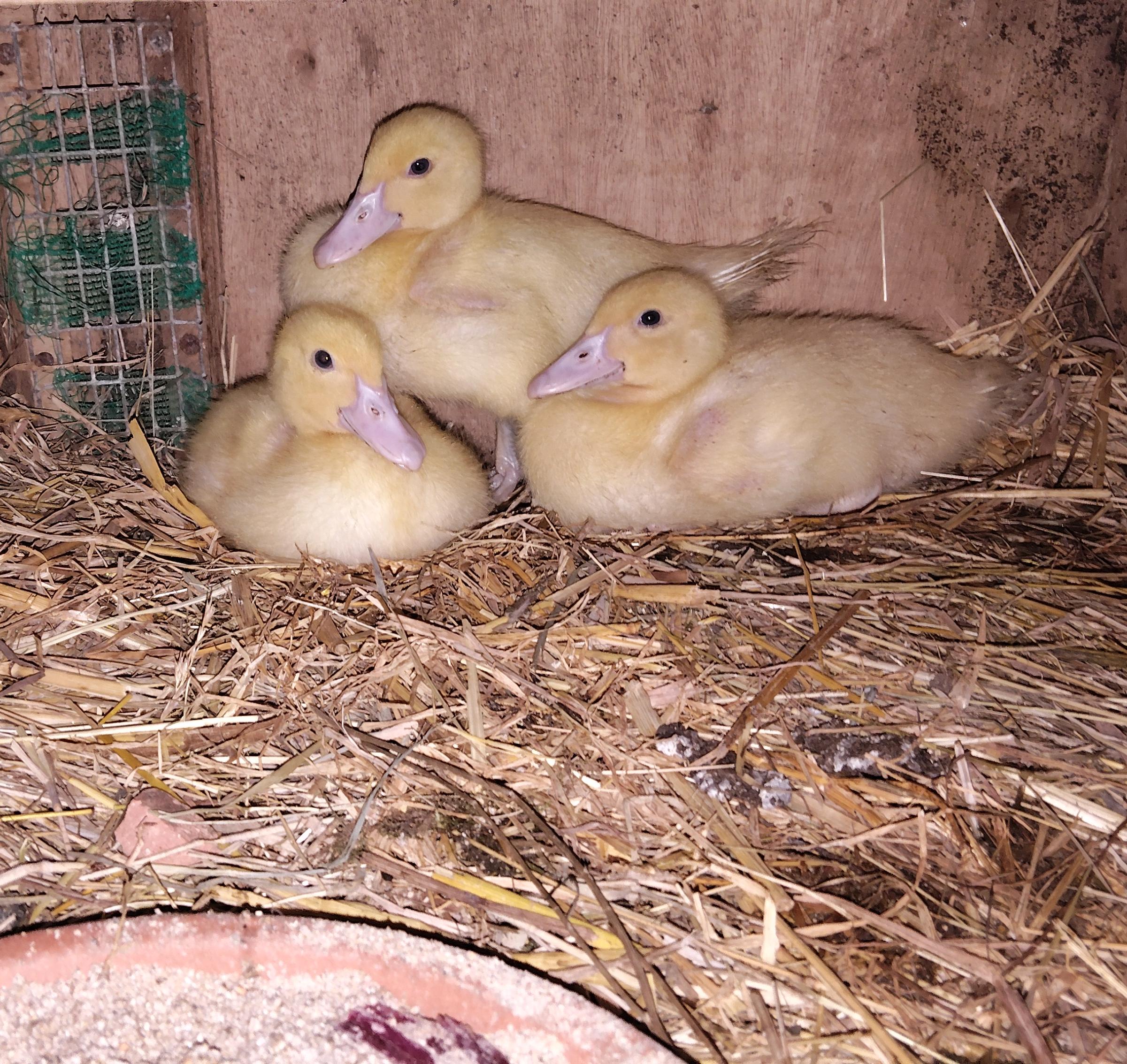 Les trois petites cannettes