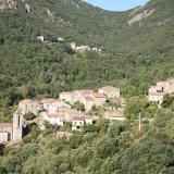 Arbori