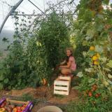 Récolte de tomates