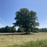 Saint-Georges-d'Annebecq