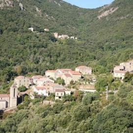 Arbori